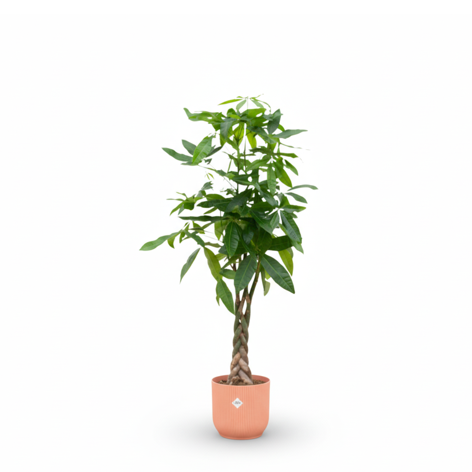 Pachira Aquatica