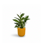 Spathiphyllum Vivaldi 