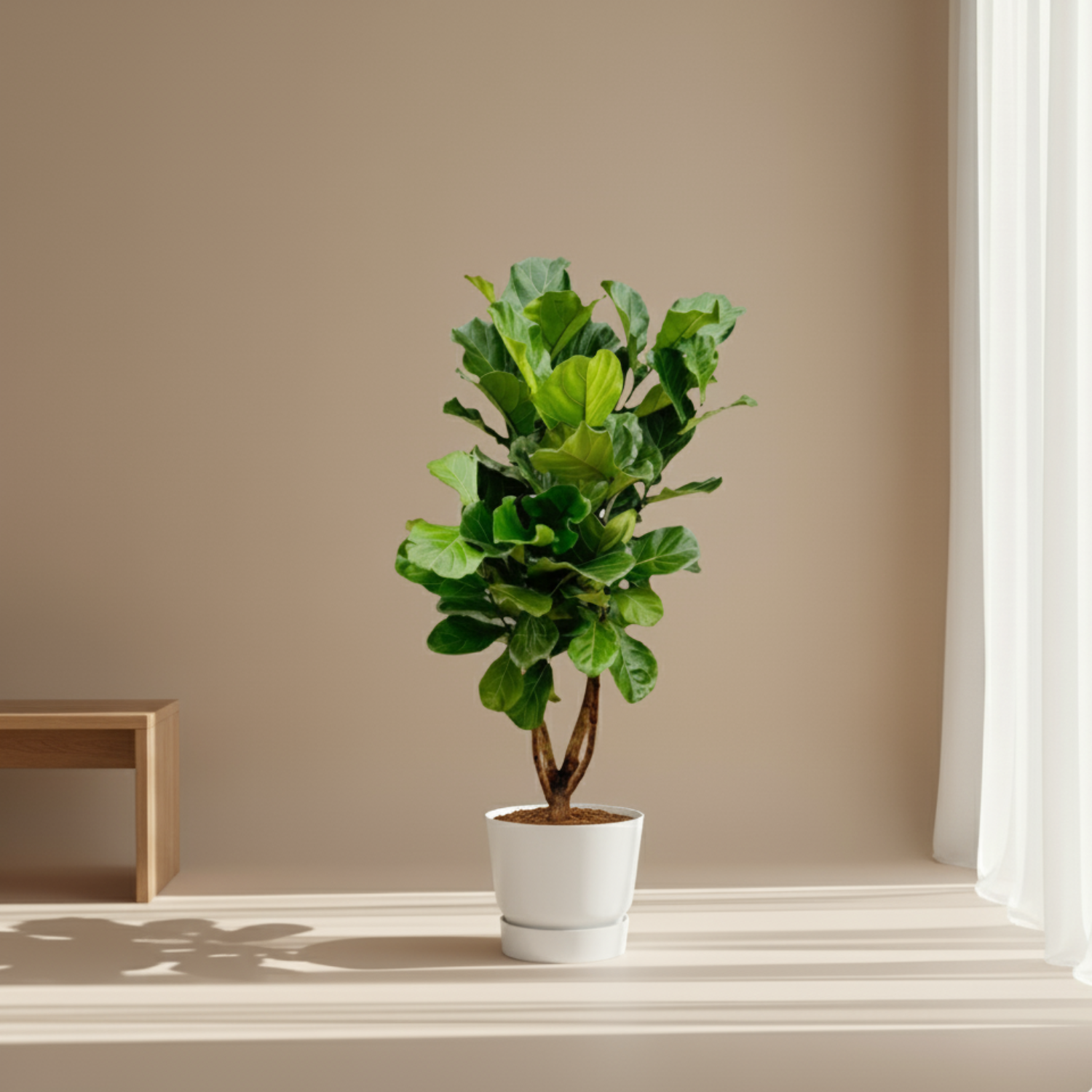 Ficus Lyrata