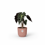 alocasia polly kopen