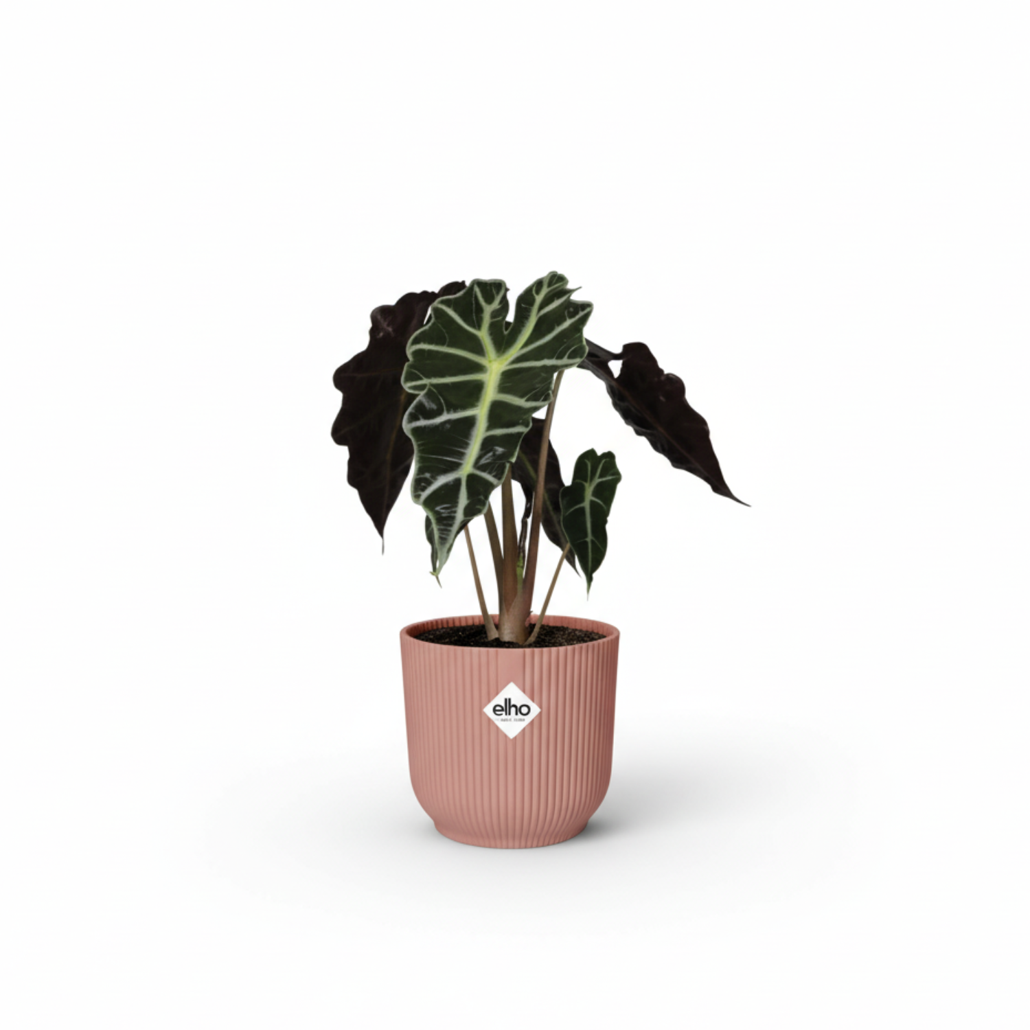 alocasia polly kopen