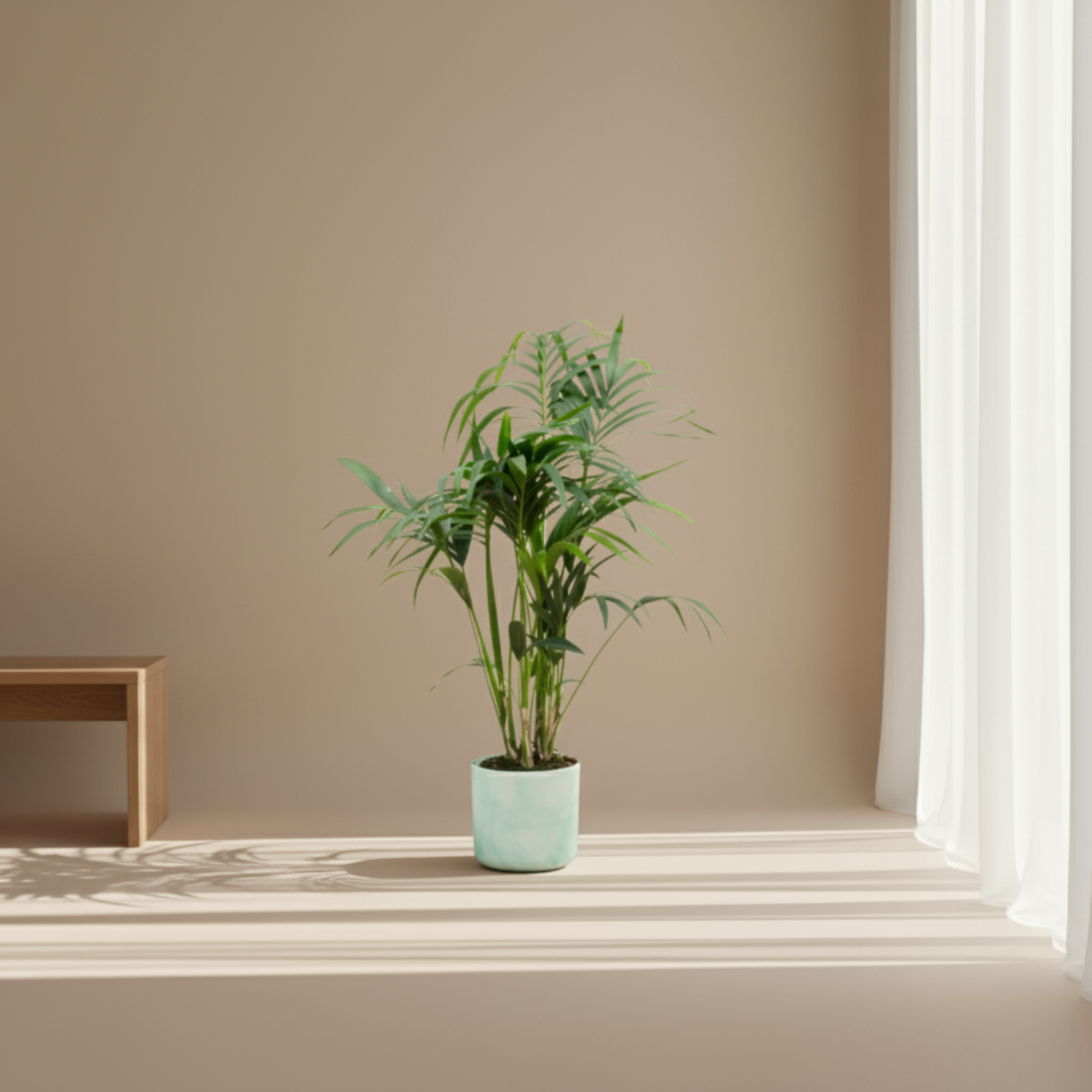 Kentia Palm