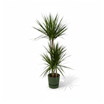 Dracaena Marginata kopen