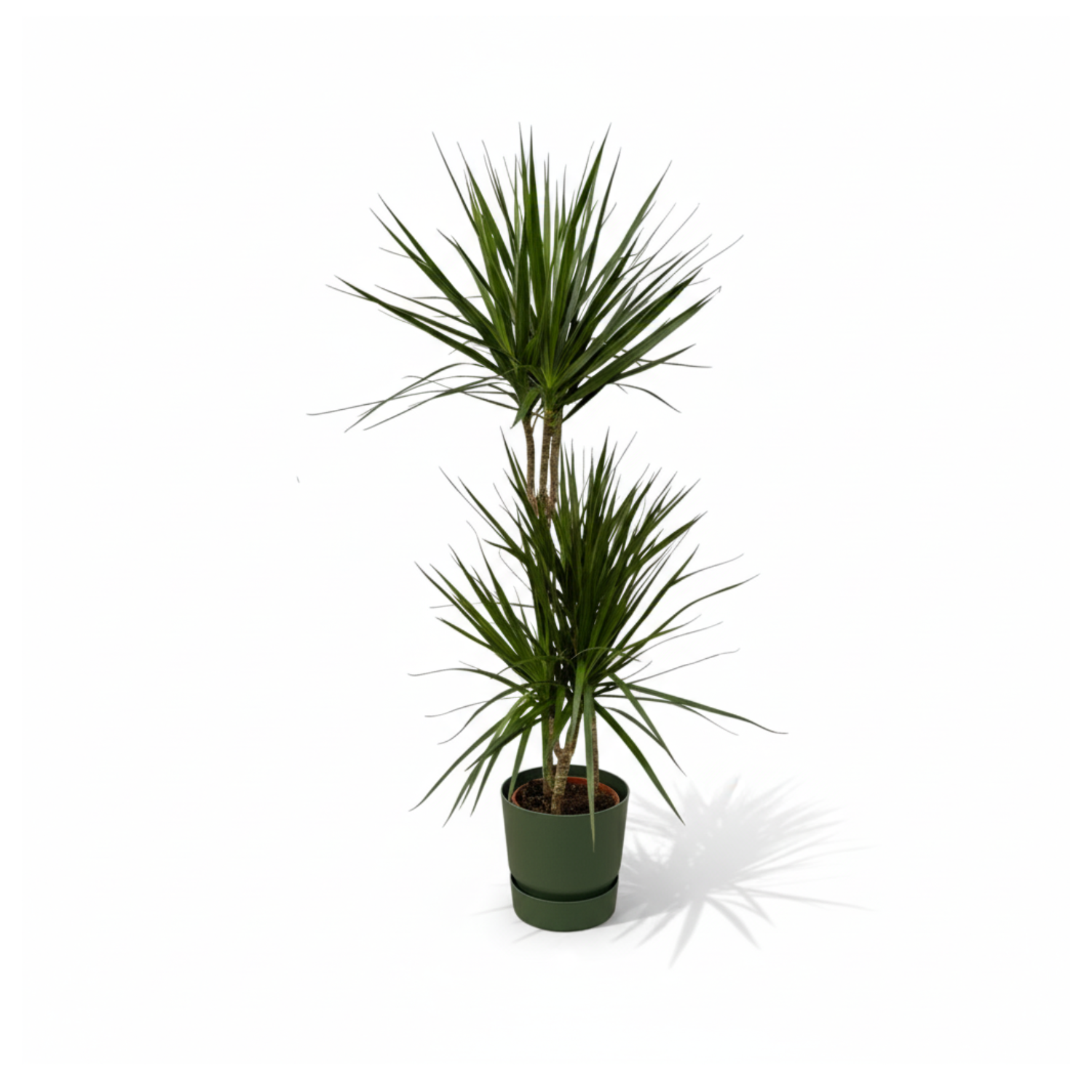 Dracaena Marginata kopen