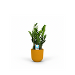 Zamioculcas Zamiifolia kopen