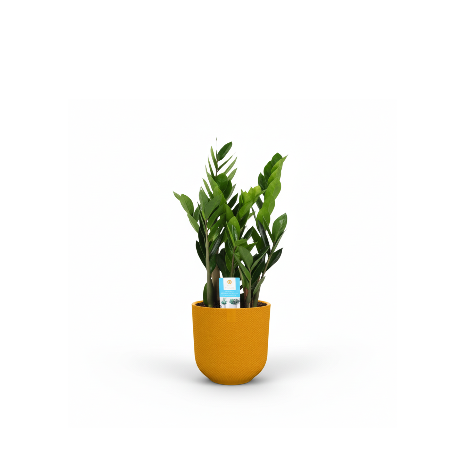 Zamioculcas Zamiifolia kopen
