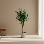 Yucca Elephantipes Vertakt