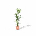Kentia Palm kopen