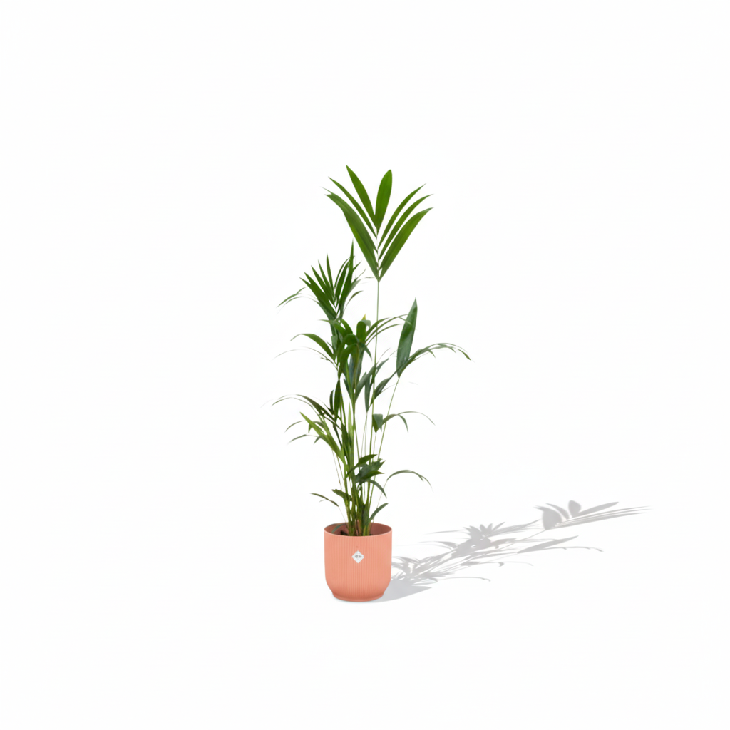 Kentia Palm kopen