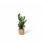 Zamioculcas kopen