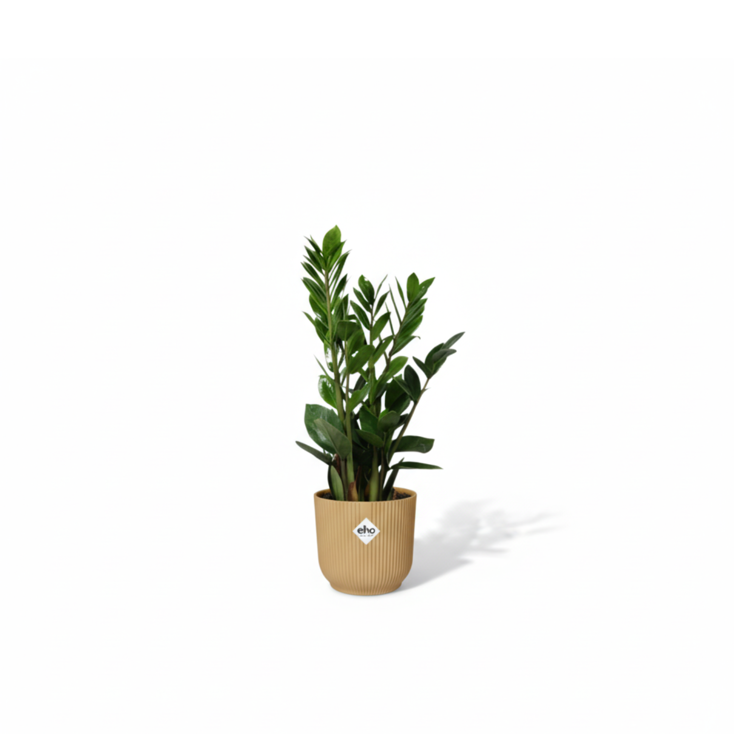 Zamioculcas kopen