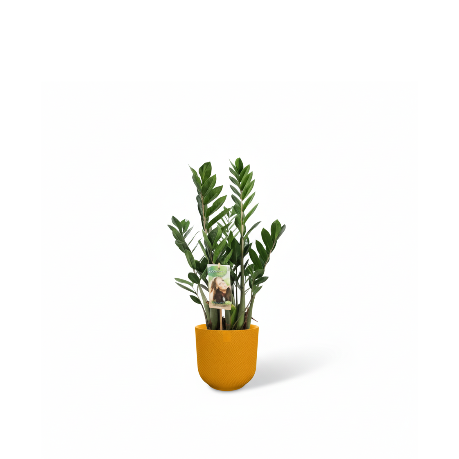 Zamioculcas Zamiifolia kopen