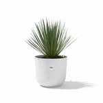 Yucca Rostrata 