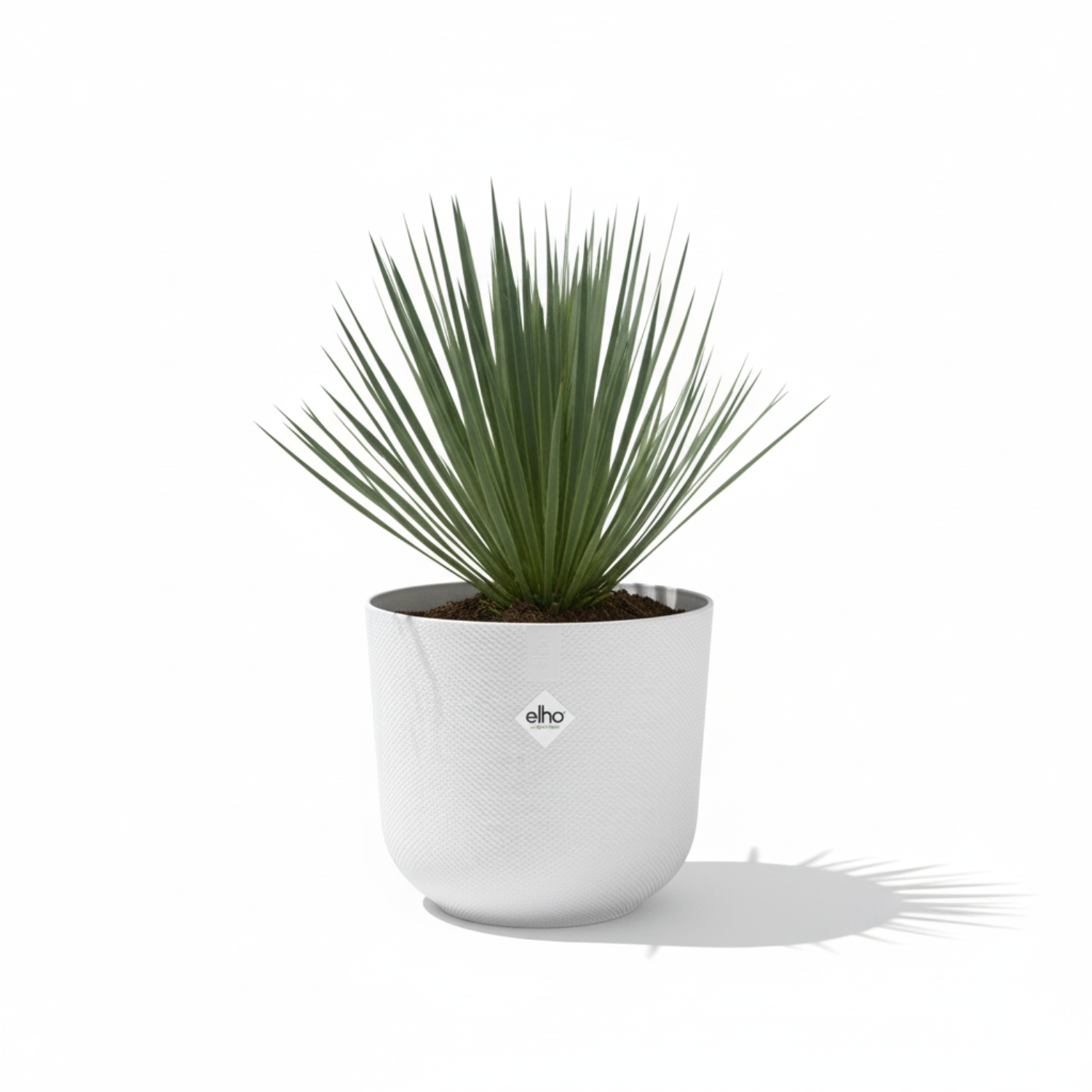 Yucca Rostrata 
