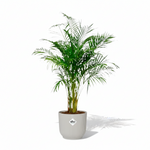 Areca Palm