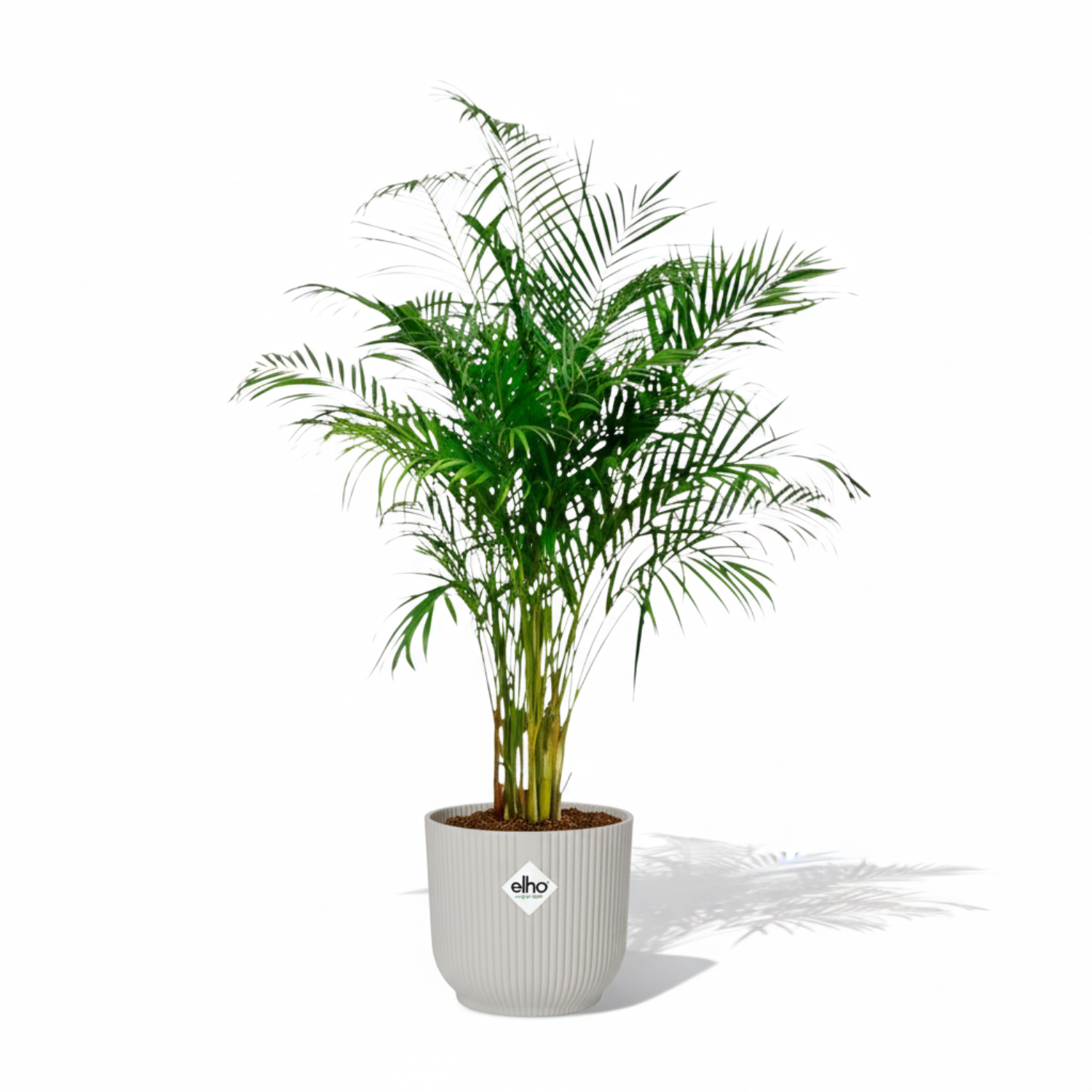 Areca Palm