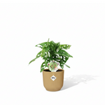 Monstera Monkey Leaf