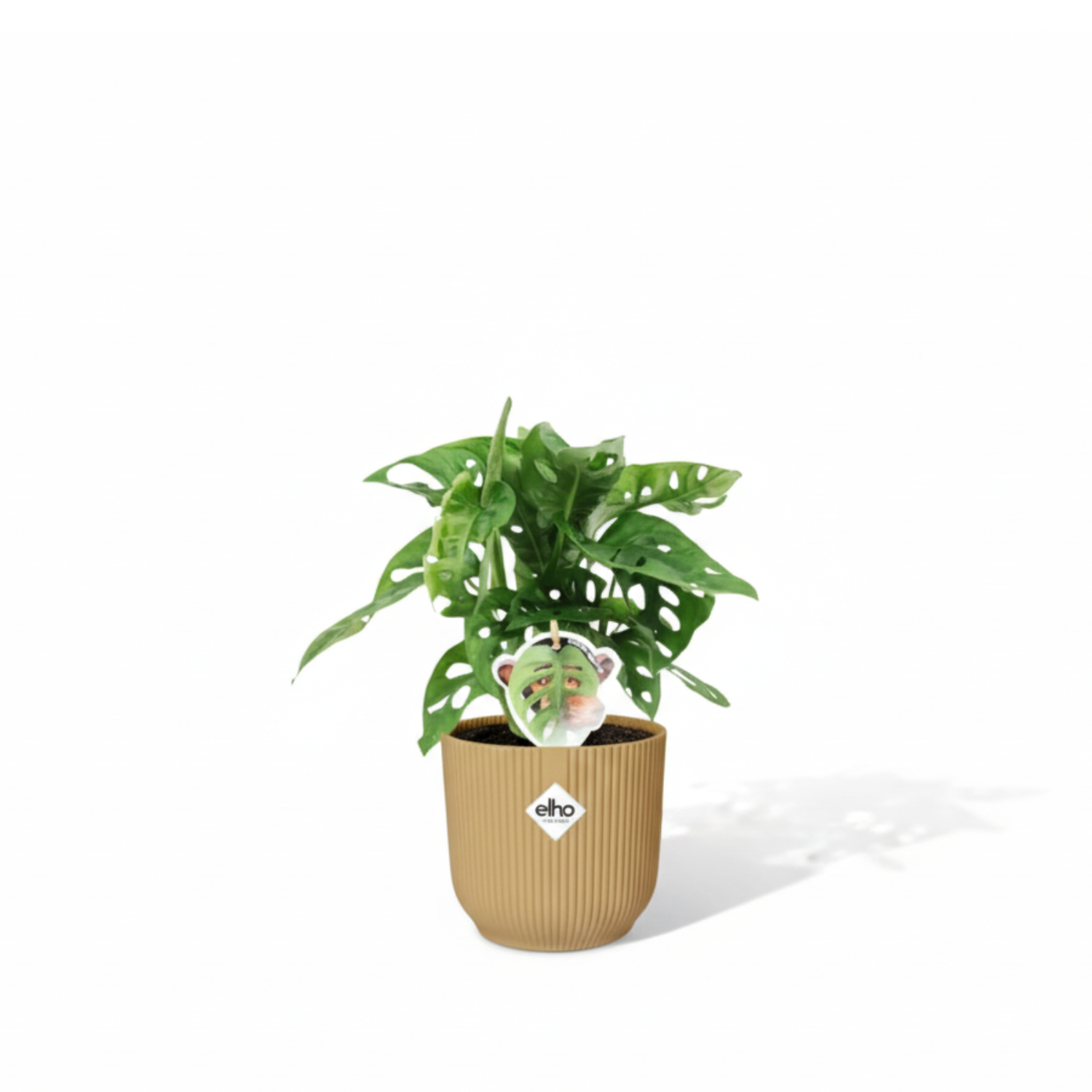 Monstera Monkey Leaf