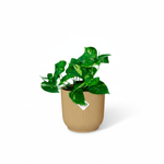 Epipremnum Aureum kopen