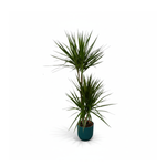 Dracaena Marginata kopen