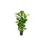 Ficus Lyrata Struik