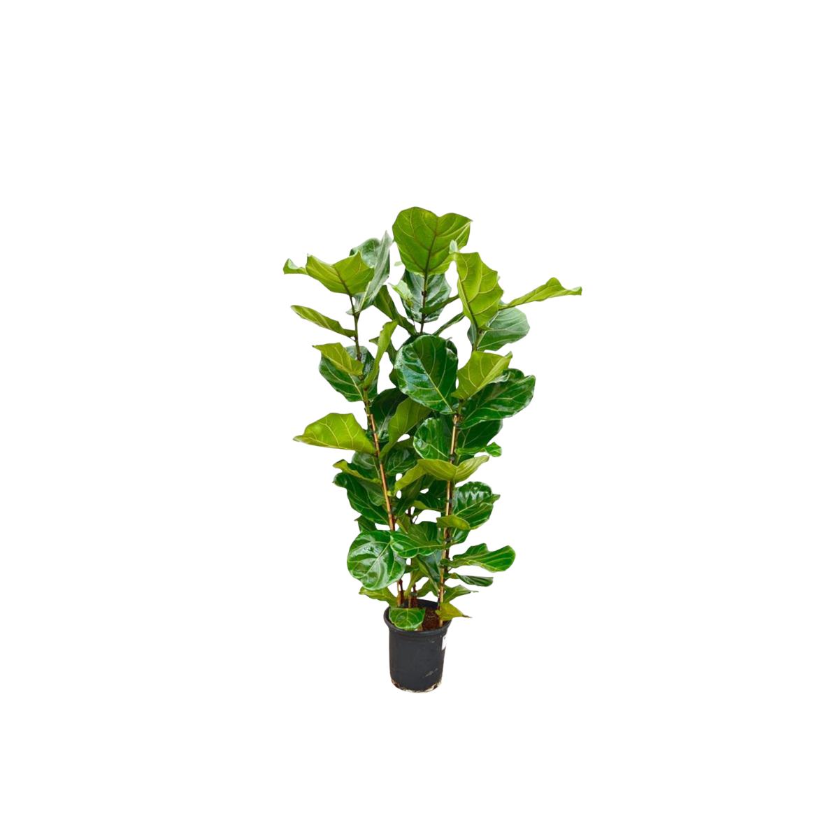 Ficus Lyrata Struik