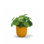 Pilea Peperomioides 