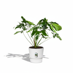Philodendron kopen