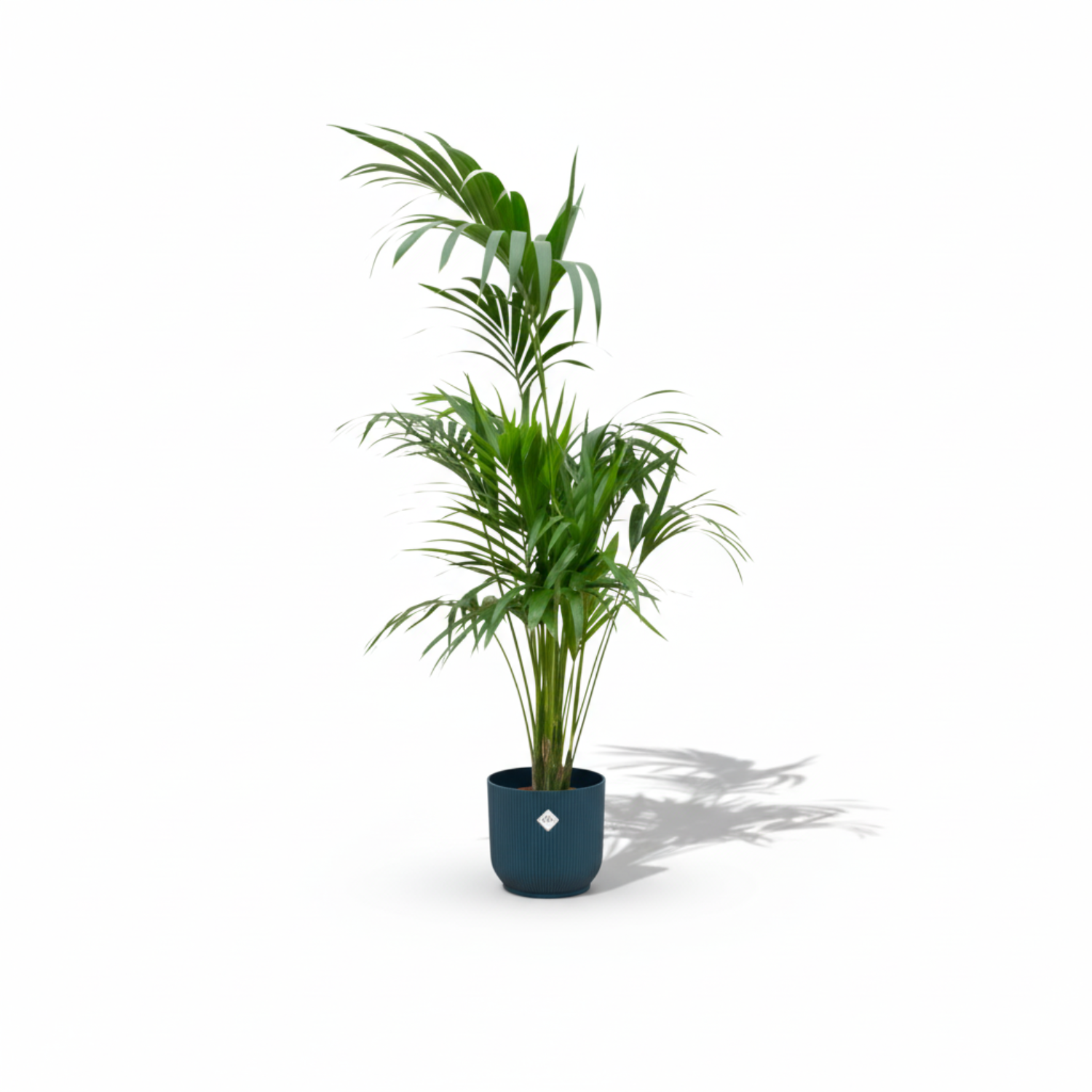 Kentia palm kopen