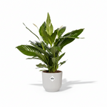 Spathiphyllum Bingo