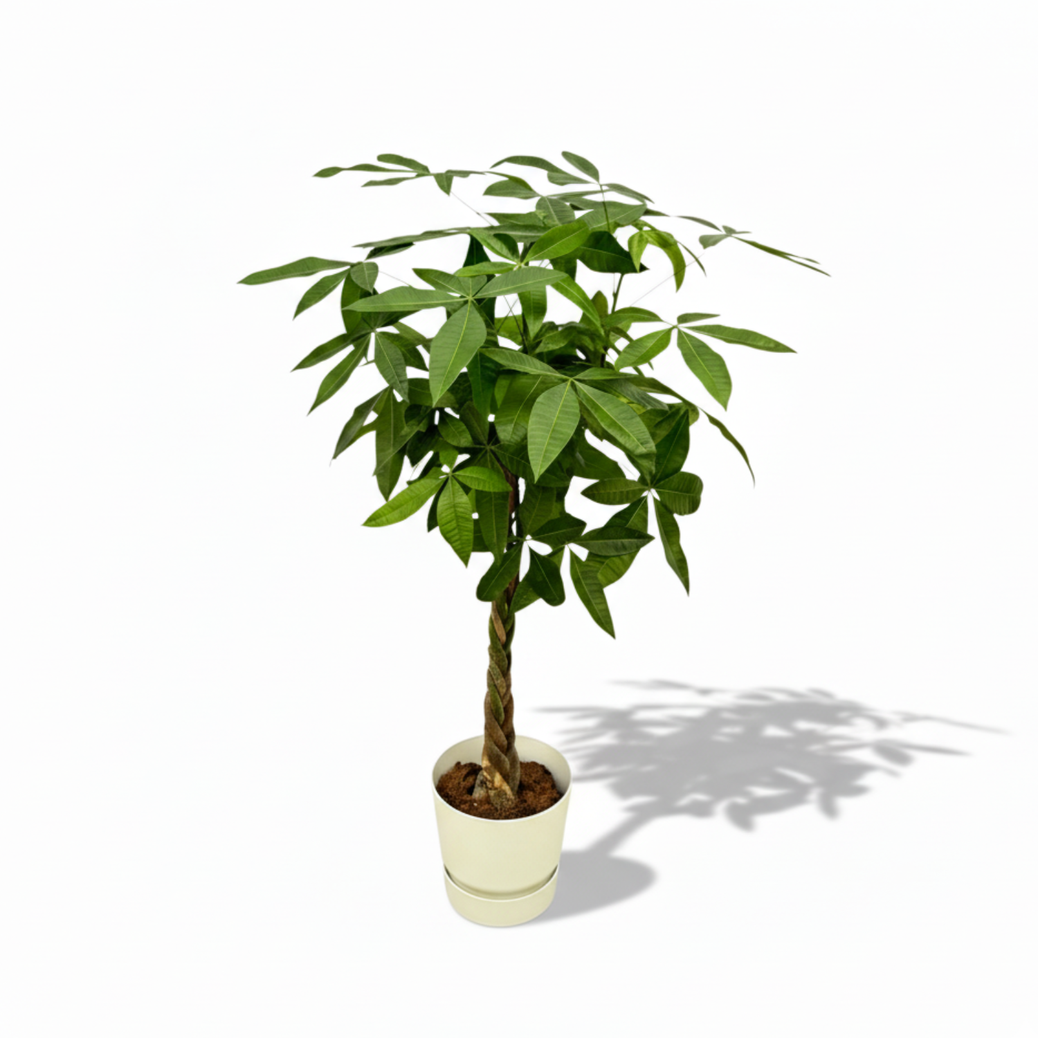 Pachira Aquatica