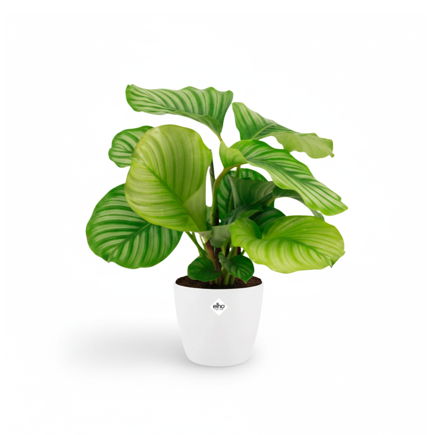 Calathea Orbifolia kopen
