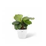 Calathea Orbifolia