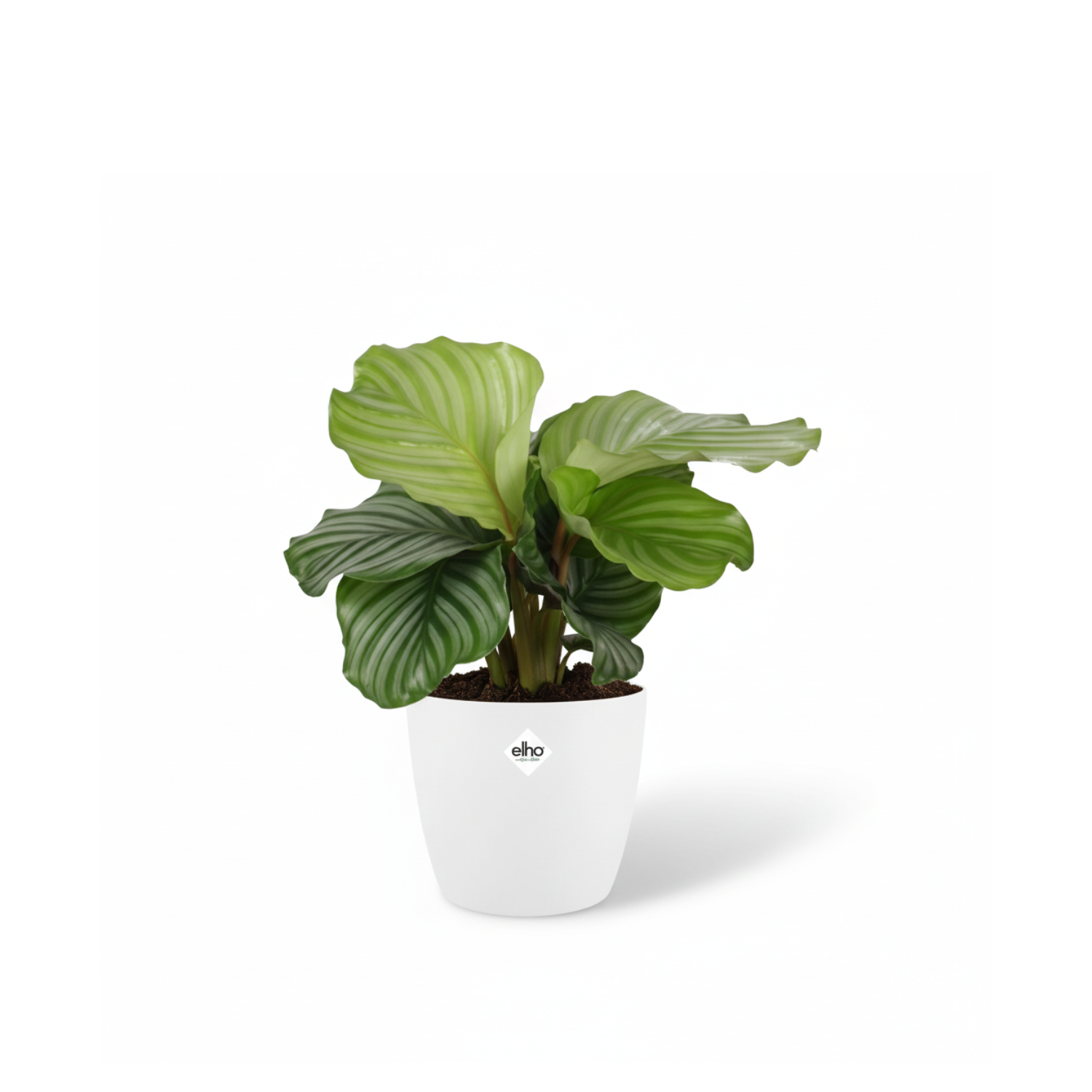 Calathea Orbifolia