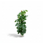 Monstera Pertusum