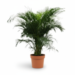 Areca Palm kopen