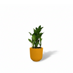 Zamioculcas 