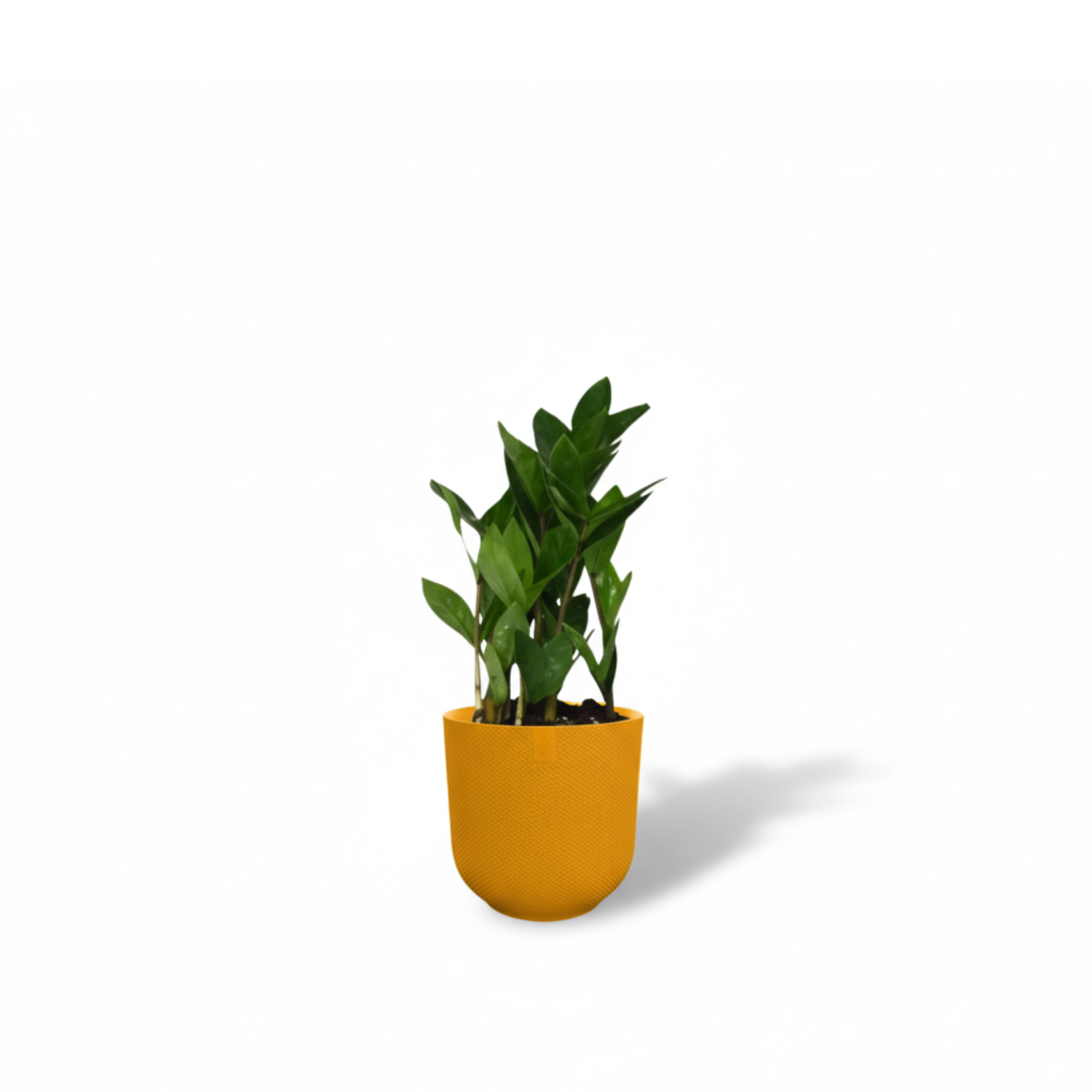 Zamioculcas 