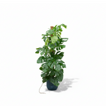 Monstera Pertusum