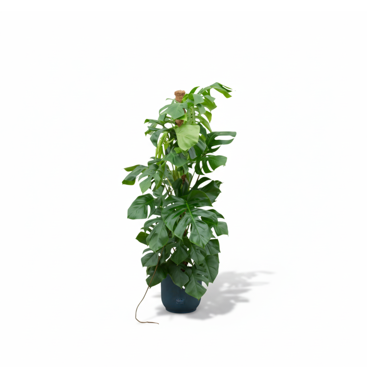 Monstera Pertusum