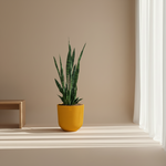 Sansevieria Zeylanica