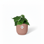  Philodendron Scandens kopen