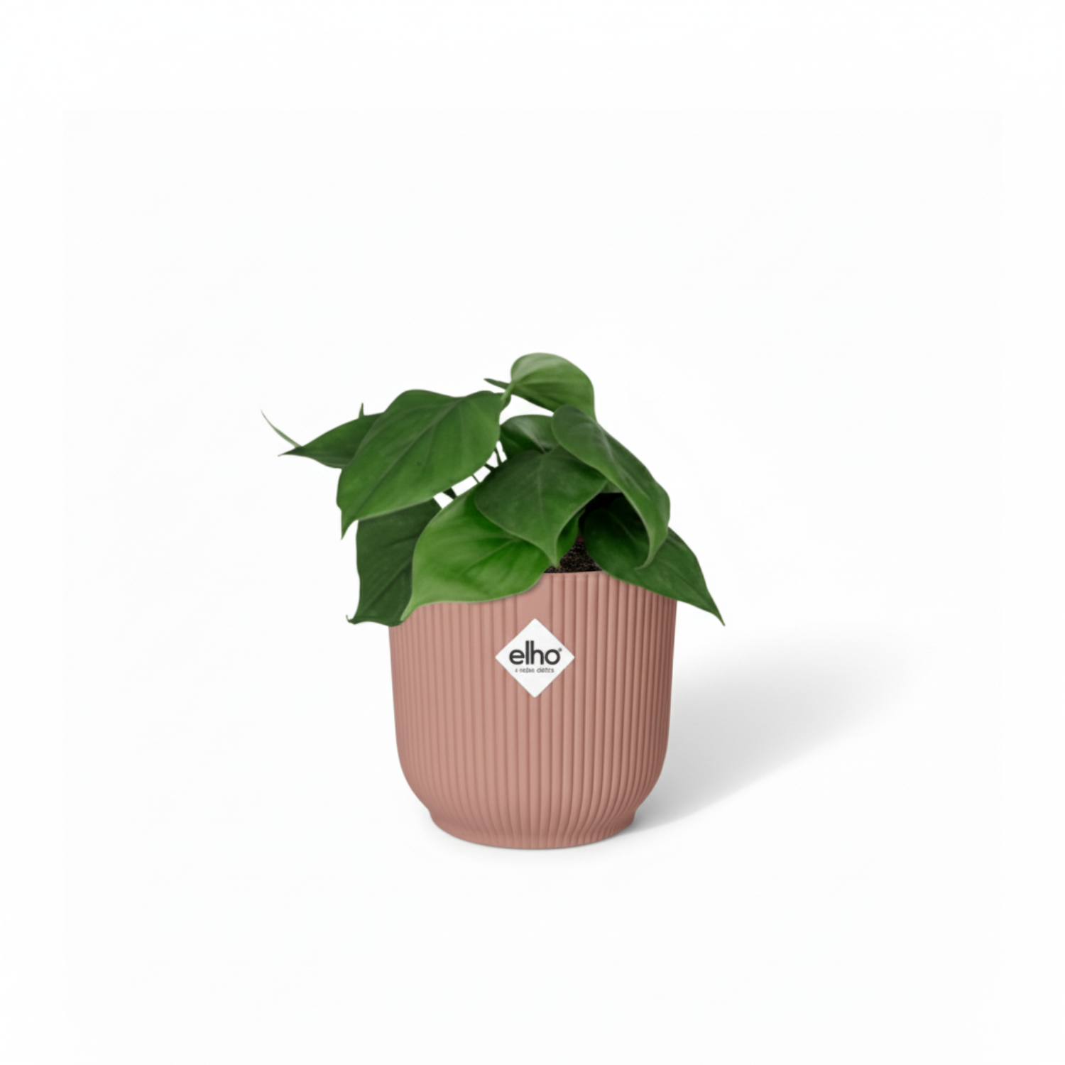  Philodendron Scandens kopen