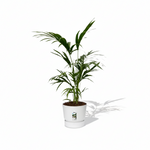 Kentia Palm