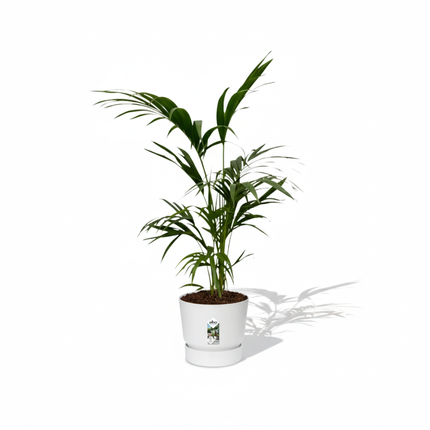 Kentia Palm