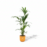 Kentia palm