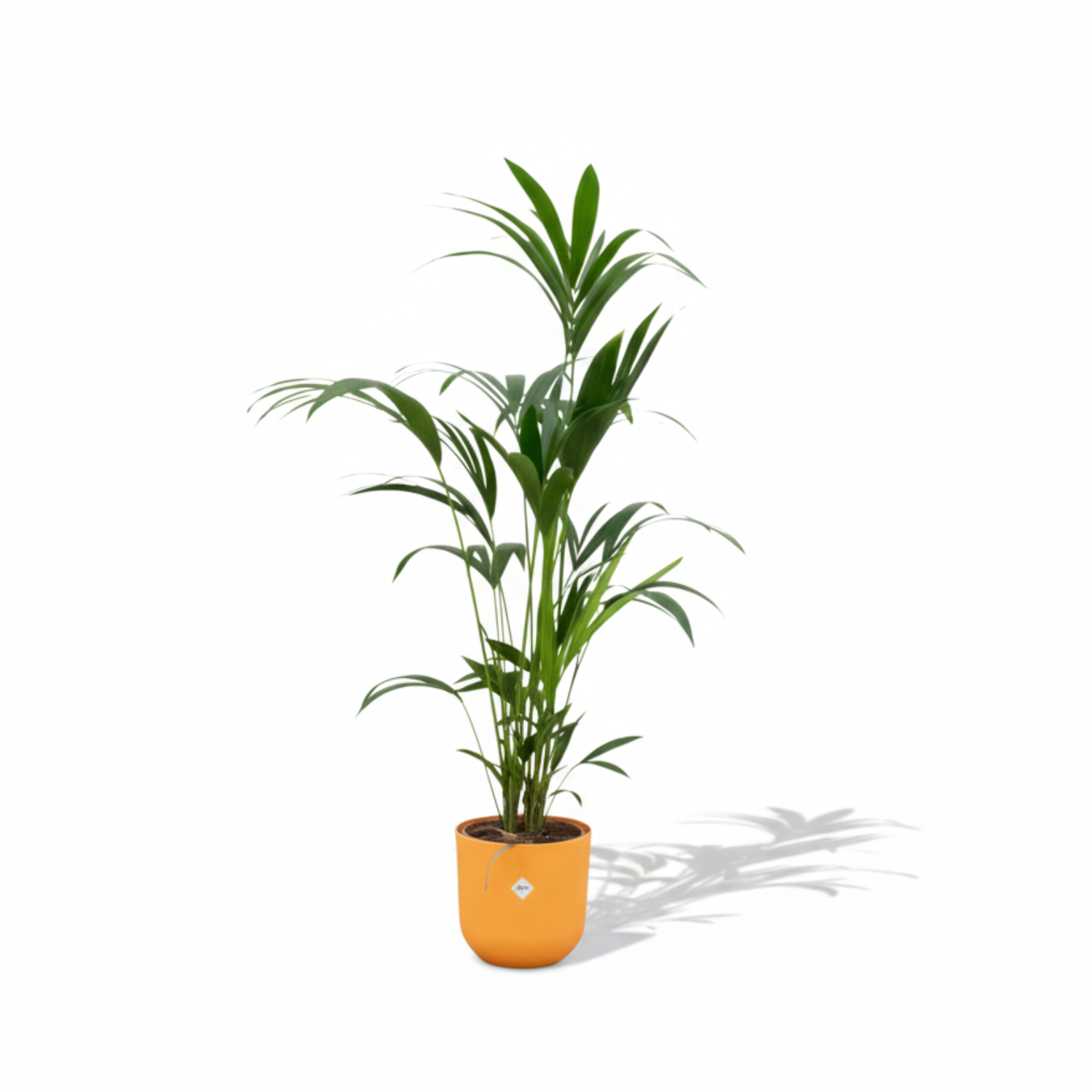 Kentia palm