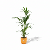 Strelitzia Nicolai