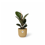 Ficus Elastica kopen