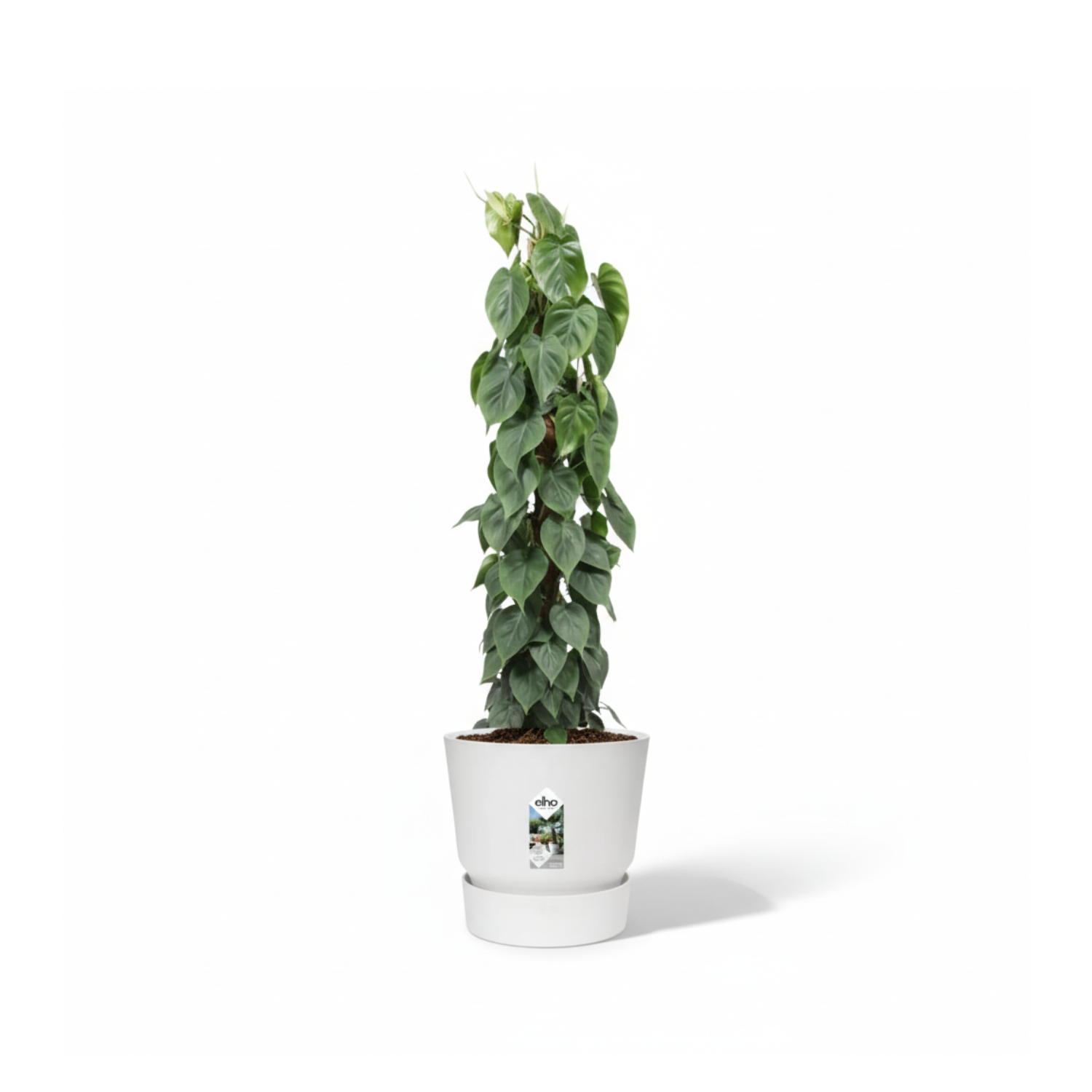 Philodendron Scandens mosstok 